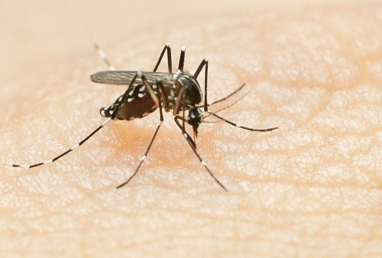 dengue:-बांग्लादेश-में-डेंगू-के-कारण-बिगड़े-हालात,-दो-लाख-से-अधिक-केस-हजारों-की-मौत,-भारत-में-कैसी-है-स्थिति?