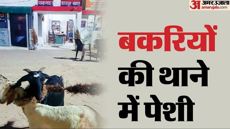 up:-बकरियों-ने-चरे-गेंदा-फूल-तो-थाने-में-करा-दी-पेशी…-25-हजार-के-नुकसान-की-बात-कह-किसान-ने-मांगा-इंसाफ