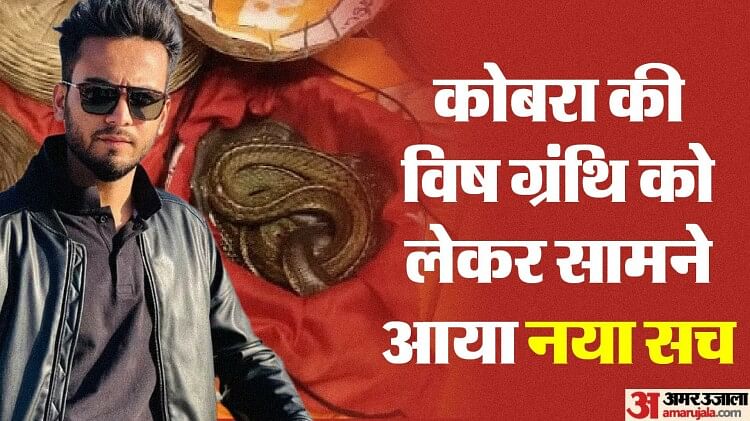 elvish-yadav-case:-निकाल-ली-गई-थी-पांच-कोबरा-की-विष-ग्रंथि…-विषैले-नहीं-थे-शेष-चार-सांप;-रिपोर्ट-से-खुलासा